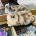 Persian cat